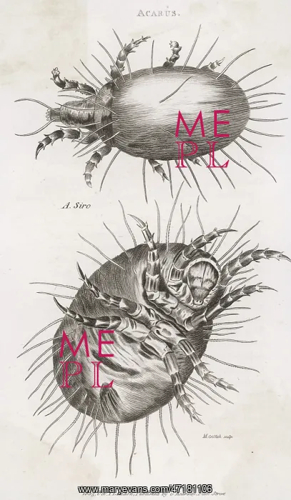  : INSECTS / CHEESE MITE