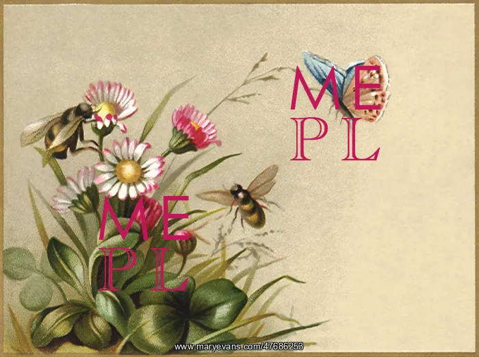 : Insects and Flowers : Insects and Flowers