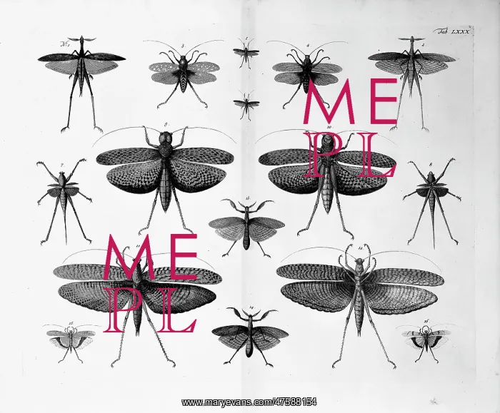 : Insects illustration : Insects illustration