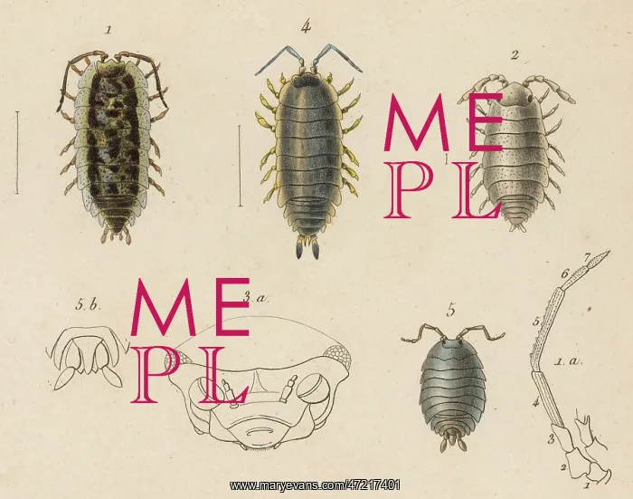  : INSECTS / LICE