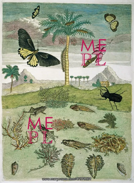 : Insects, plants & shells against landscape : Insects, plants & shells against landscape