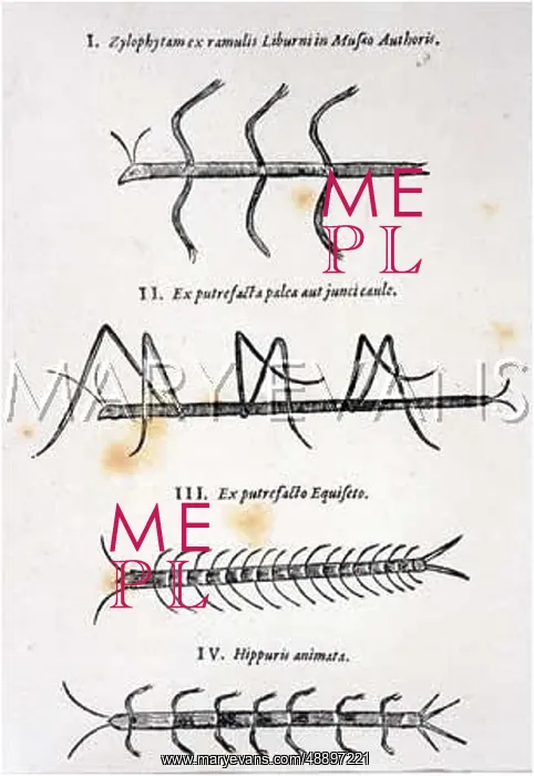 : INSECTS / SPONTANEOUS : INSECTS / SPONTANEOUS