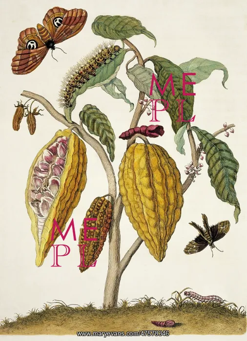 : Insects of Surinam : Insects of Surinam