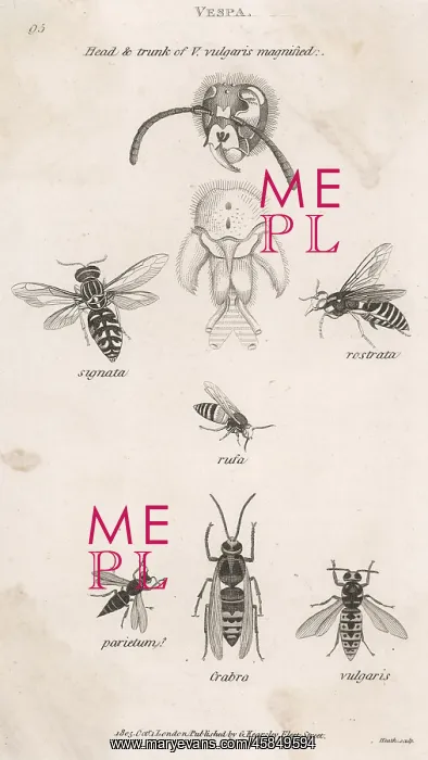  : INSECTS / WASP