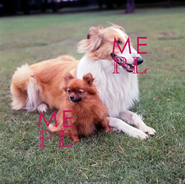  : (insert)