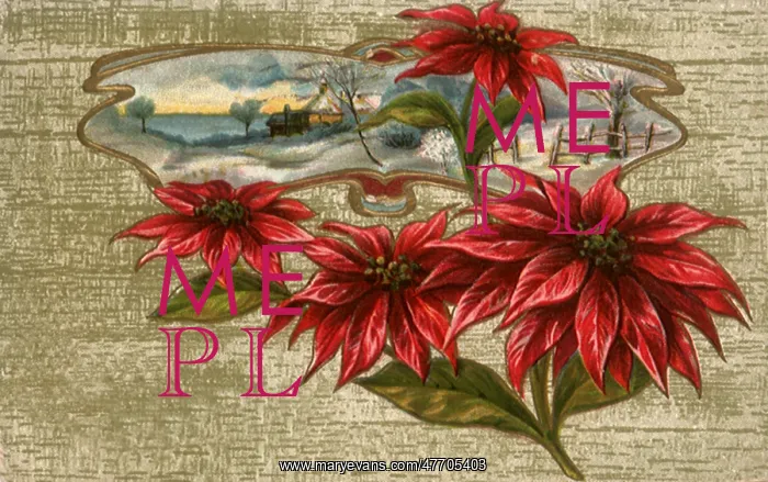 : Inset with Poinsettias : Inset with Poinsettias