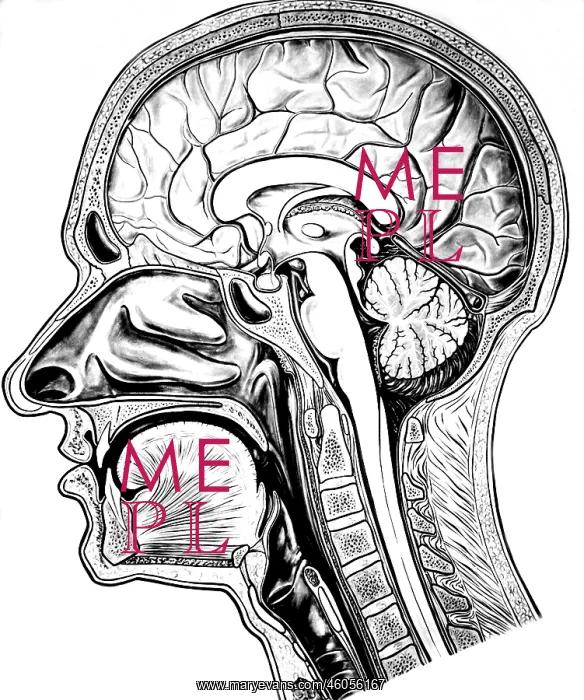 : Inside the Human Head : Inside the Human Head