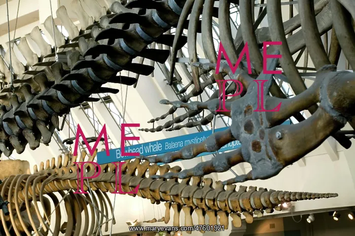 : Inside the Natural History Museum's Mammal and Whale Gallery : Inside the Natural History Museum's Mammal and Whale Gallery