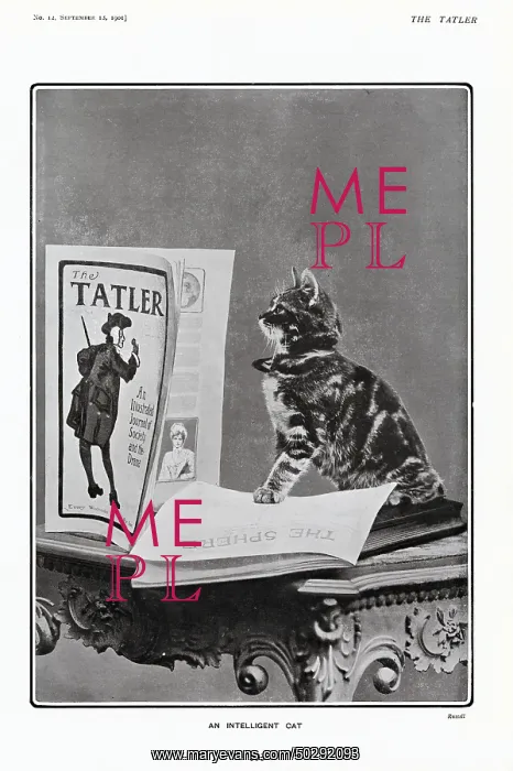 : An Intelligent Cat : An Intelligent Cat