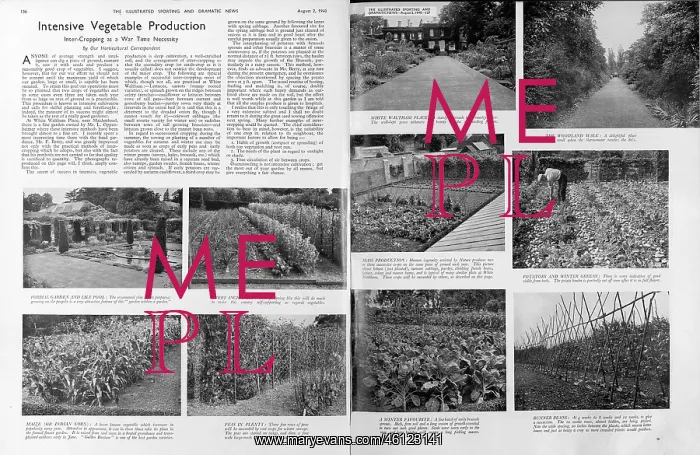 : Intensive vegetable production, 1940 : Intensive vegetable production, 1940