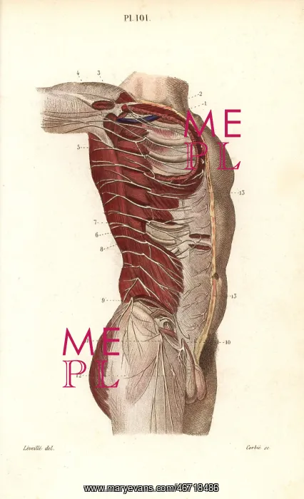 : Intercostal nerves : Intercostal nerves