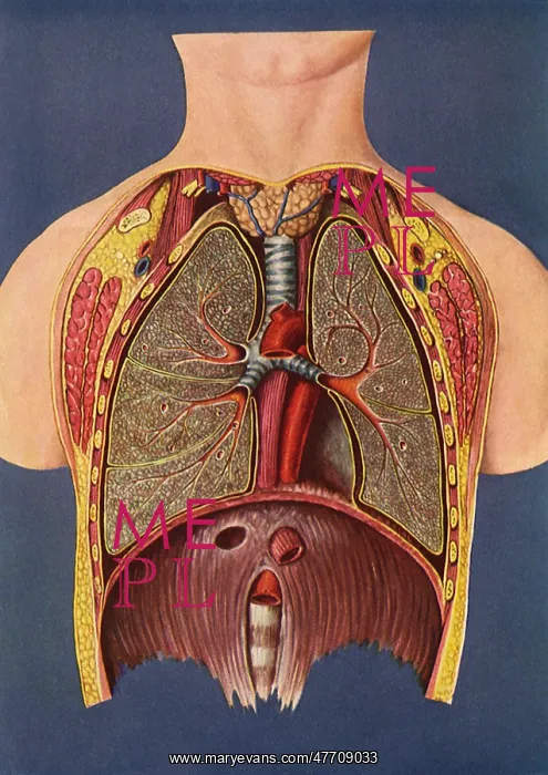  : Interior of Human Chest