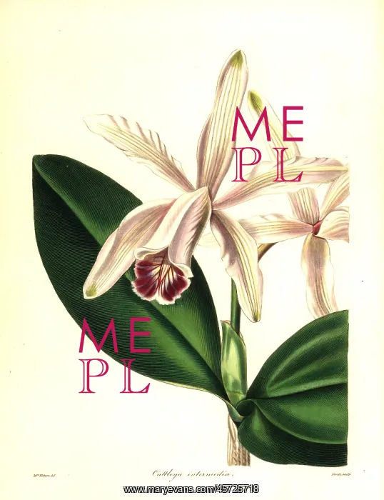 : Intermediate cattleya orchid, Cattleya indermedia : Intermediate cattleya orchid, Cattleya indermedia
