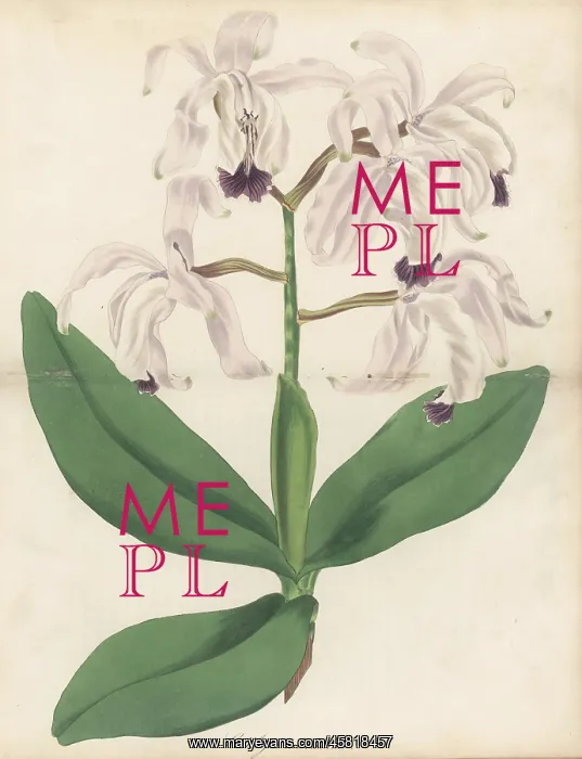: Intermediate cattleya orchid, Cattleya intermedia : Intermediate cattleya orchid, Cattleya intermedia
