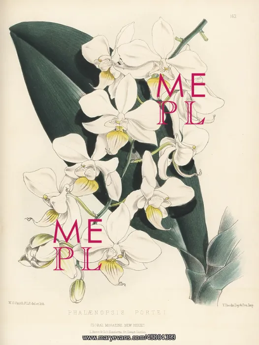 : Intermediate phalaenopsis, Phalaenopsis E' intermedia : Intermediate phalaenopsis, Phalaenopsis E' intermedia