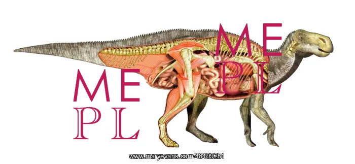 : Internal anatomy of an Iguanodon dinosaur : Internal anatomy of an Iguanodon dinosaur