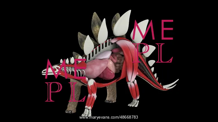: Internal anatomy of a Stegosaurus dinosaur : Internal anatomy of a Stegosaurus dinosaur