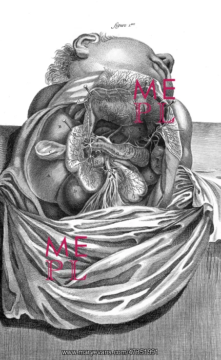 : INTERNAL ORGANS 18TH C : INTERNAL ORGANS 18TH C