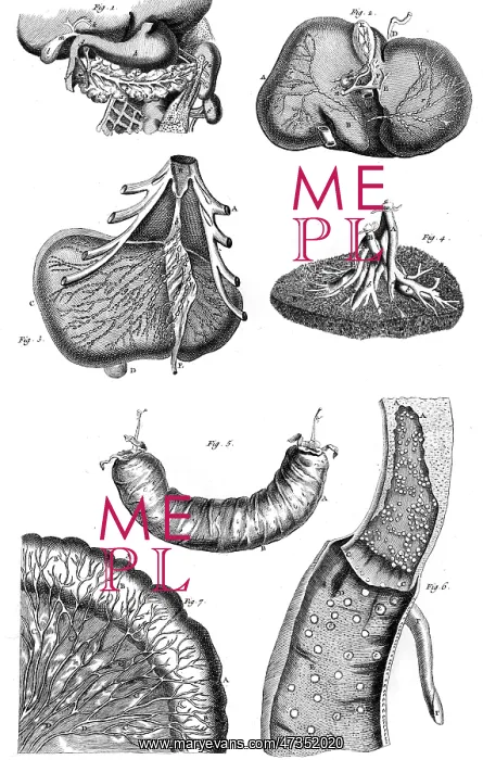 : INTERNAL ORGANS 18TH C : INTERNAL ORGANS 18TH C