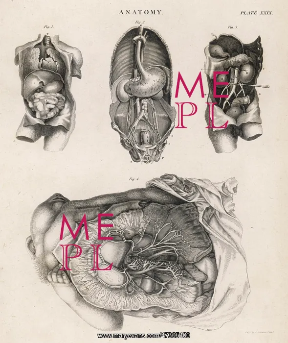  : INTERNAL ORGANS / DIAGRAMS