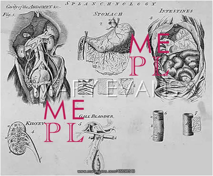 : INTERNAL ORGANS / DIAGRAMS : INTERNAL ORGANS / DIAGRAMS