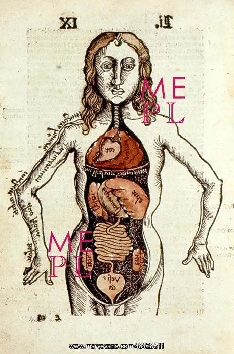 : Internal organs of the human body. From Gregor : Internal organs of the human body. From Gregor
