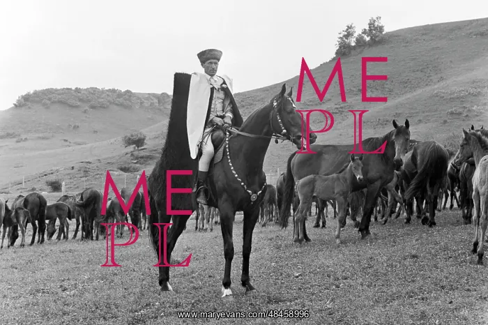: International Auction of Horses : International Auction of Horses