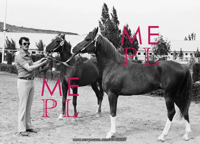 : International Auction of Horses : International Auction of Horses