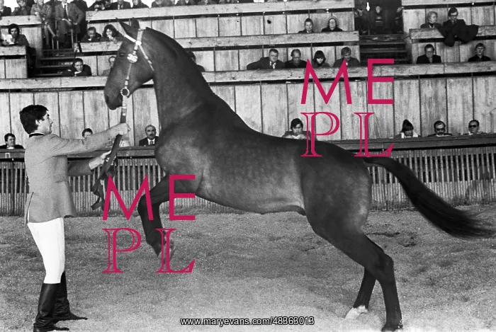 : International horse auction : International horse auction