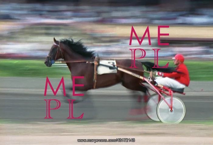 : International Horse Races : International Horse Races