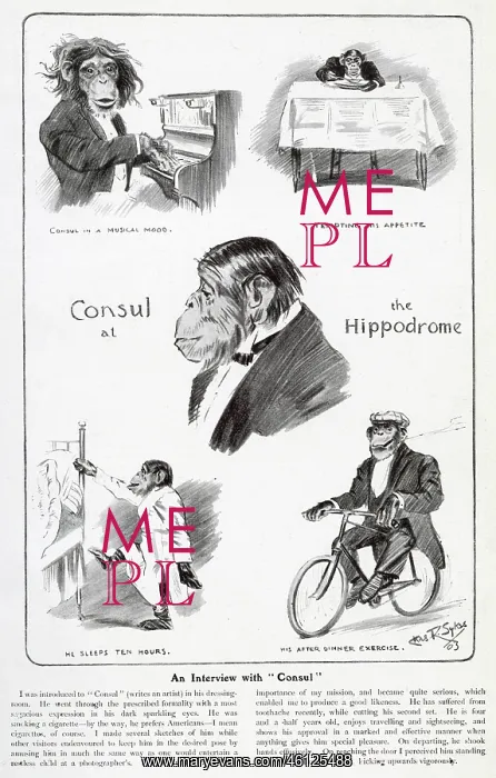: An Interview with Consul the Chimpanzee : An Interview with Consul the Chimpanzee