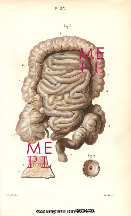 : The intestines : The intestines