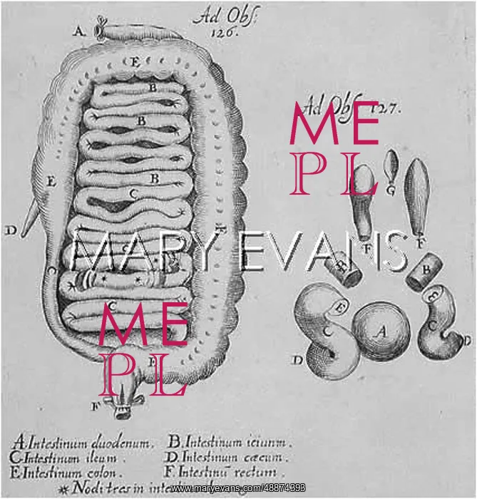  : INTESTINES