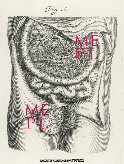  : INTESTINES, C.17