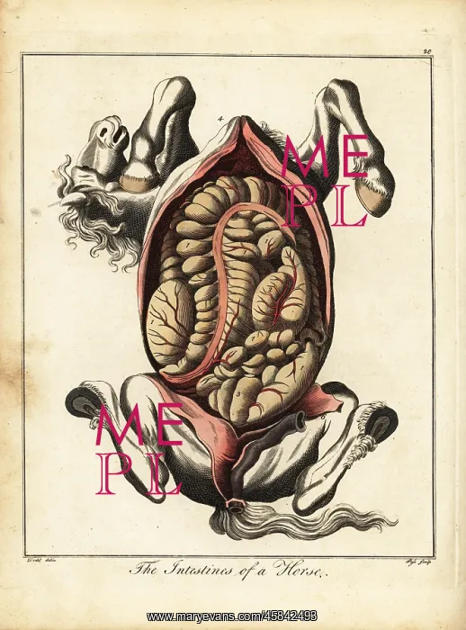 : The intestines of a horse : The intestines of a horse