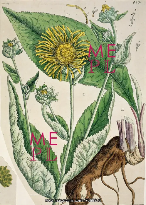 : Inula helenium, elecampane : Inula helenium, elecampane