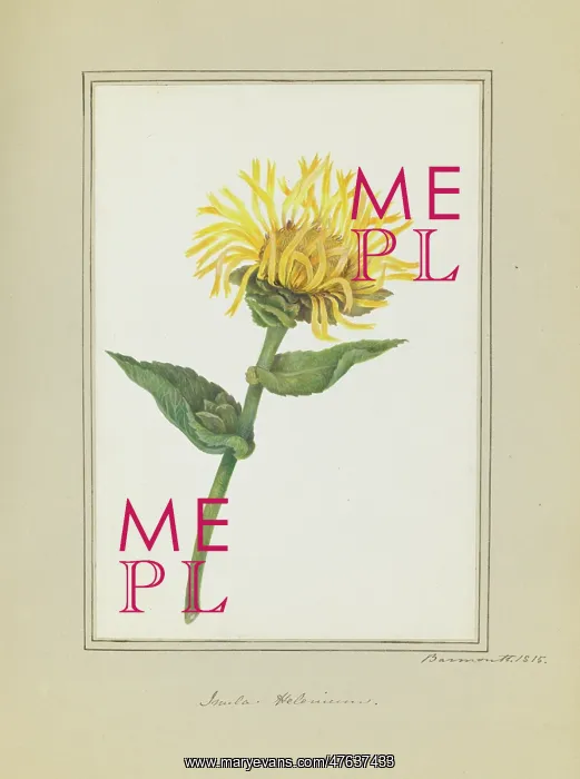 : Inula helenium, elecampane : Inula helenium, elecampane