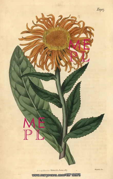 : Inula orientalis : Inula orientalis