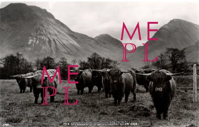 : Invereggan Highlanders, Glen Coe, Argyllshire : Invereggan Highlanders, Glen Coe, Argyllshire