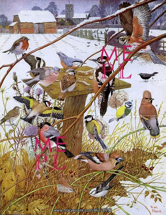 : Invited guests at the bird-table by Neave Parker : Invited guests at the bird-table by Neave Parker