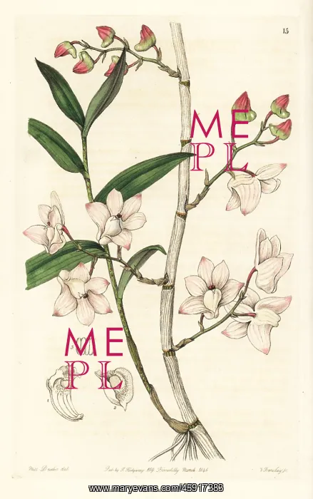  : Inward-bent dendrobium orchid, Dendrobium aduncum