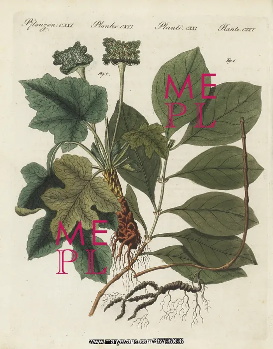 : Ipecacuanha and contrajerva, medicinal plants : Ipecacuanha and contrajerva, medicinal plants