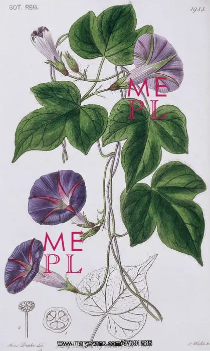 : Ipomoea diversifolia, morning-glory : Ipomoea diversifolia, morning-glory