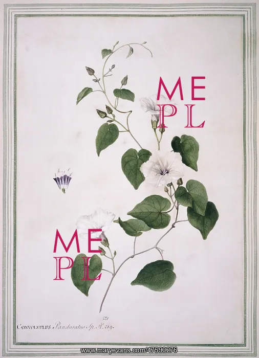 : Ipomoea pandurata, man-root : Ipomoea pandurata, man-root