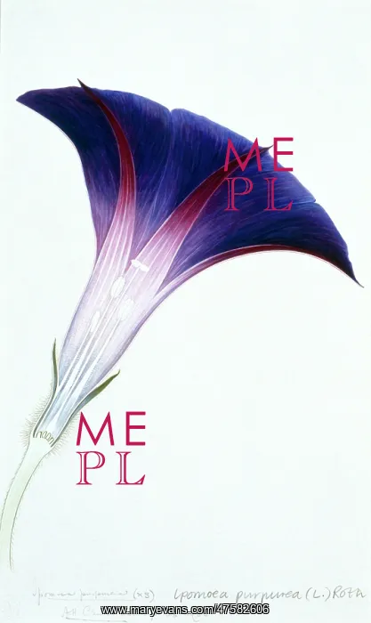 : Ipomoea purpurea, morning glory : Ipomoea purpurea, morning glory
