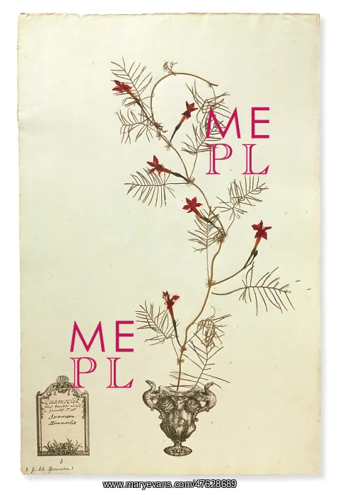: Ipomoea quamoclit, Cardinal creeper : Ipomoea quamoclit, Cardinal creeper