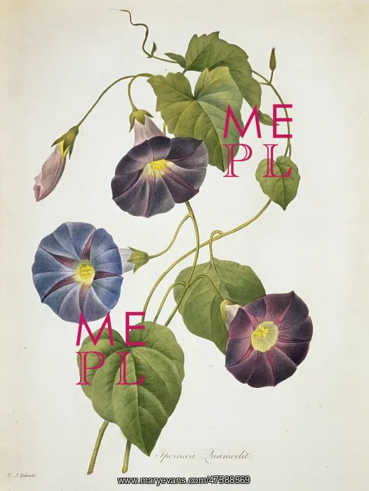 : Ipomoea quamoclit, Cypress vine : Ipomoea quamoclit, Cypress vine