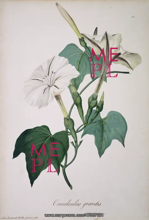 : Ipomoea sp. morning glory : Ipomoea sp. morning glory