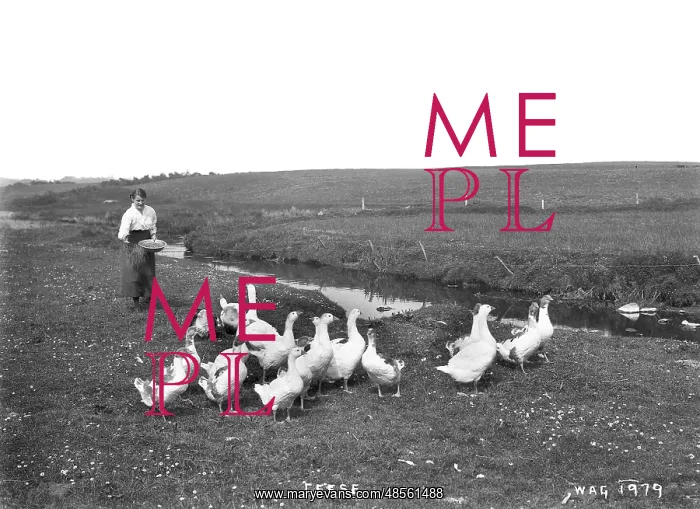: Geese - a view of a woman in a field feeding a flock of geese. (Location: Ireland) : Geese - a view of a woman in a field feeding a flock of geese. (Location: Ireland)