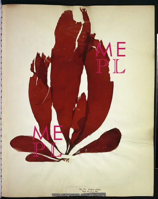 : Iridaea edulis, seaweed : Iridaea edulis, seaweed